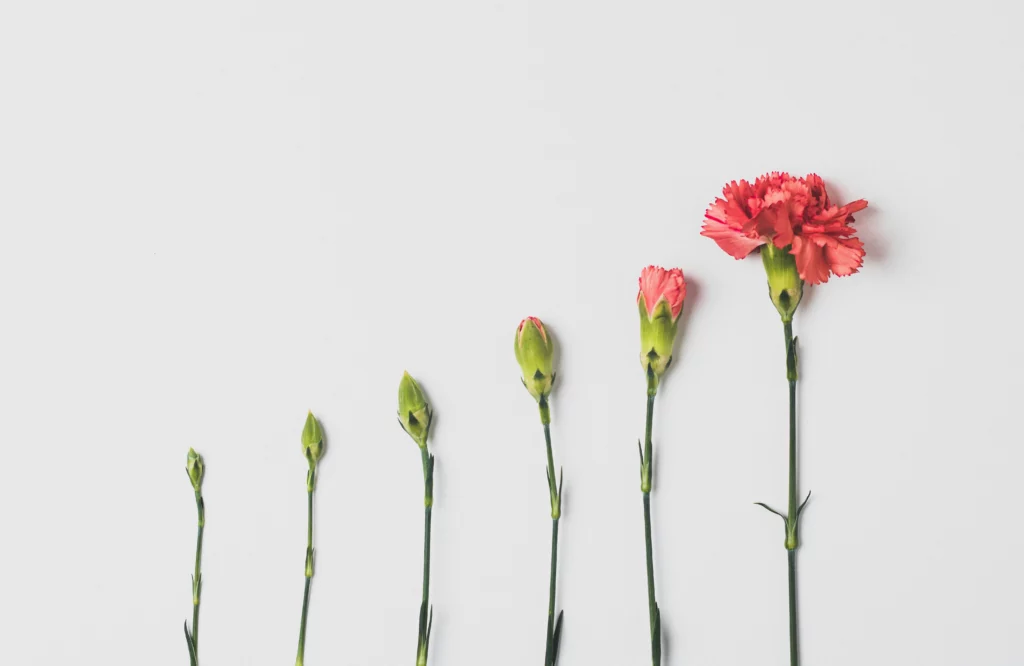 Life cycle of a flower