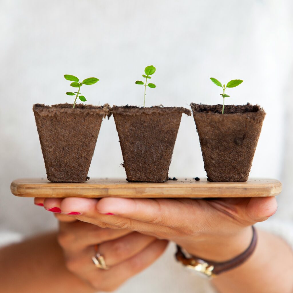 3 Plant Saplings kept beside representing step-wise growth